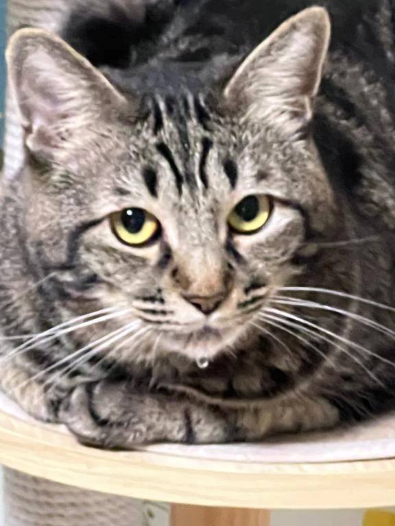 これは直前に水を飲んだと思われるﾈｯｺ🐈‍⬛