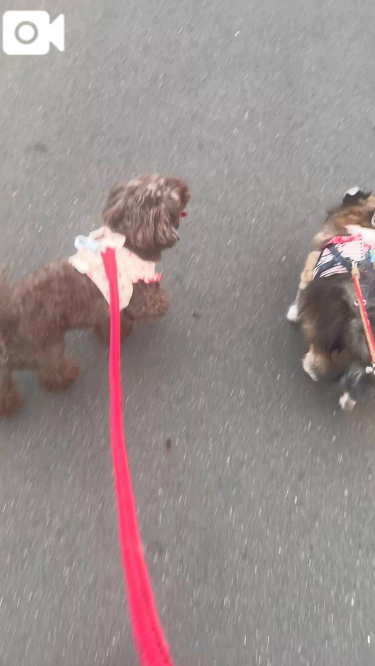 喋る私と言うことの聞かない犬🐶