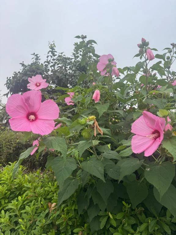 こう見えてお花大好き🌼🌸