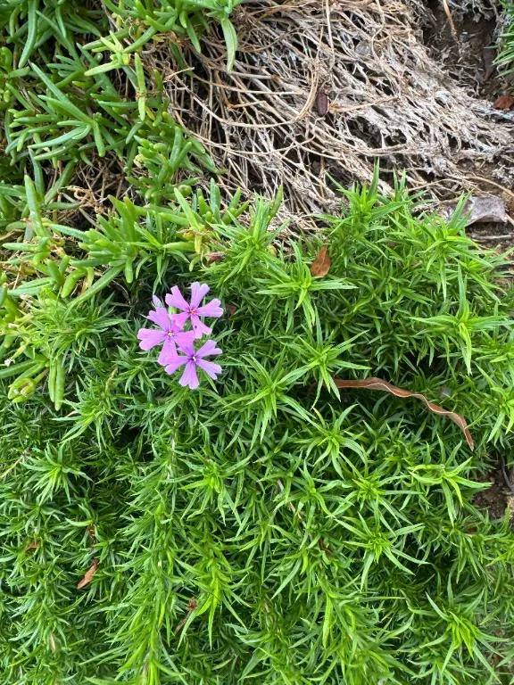 ぽつんと咲いてた花✨️