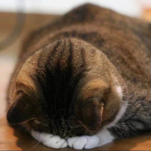 おしらせ
