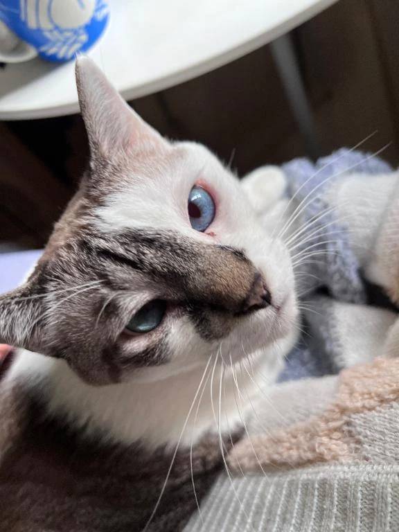 猫で小休止