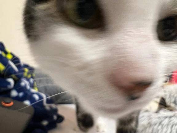 またぽこポケ熱が再熱中
