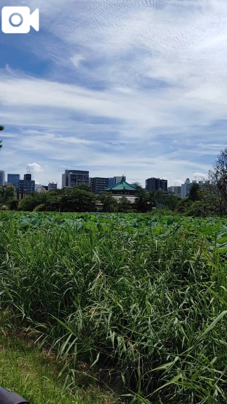 お散歩日和🚶‍♀️