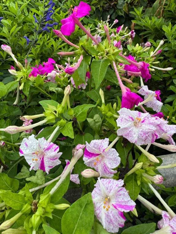 今日の道端のお花🌸