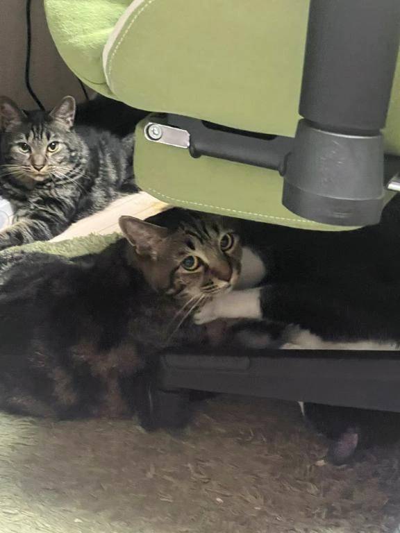 多分私は文句を言われている🐈‍⬛
