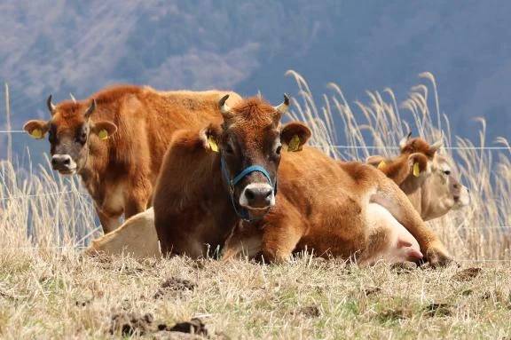 おいしいぎゅうにゅう🐄\( *´ω`* )/♪