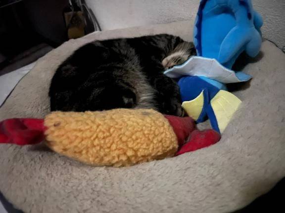 ぬいぐるみごっこ🐈‍⬛