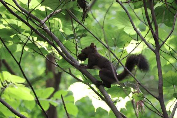 きたみたい\( *´ω`* )/♪