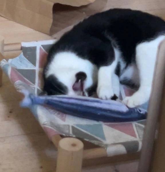 🐈‍⬛🐟