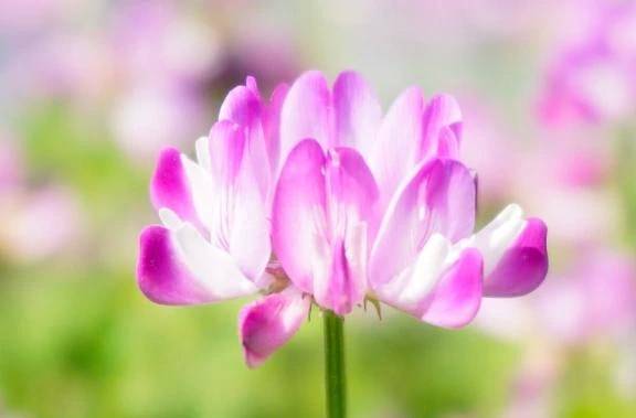 もみじ（船橋桃色の妻たち）