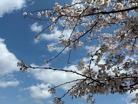 りり（船橋桃色の妻たち）