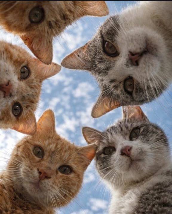 けい（船橋桃色の妻たち）