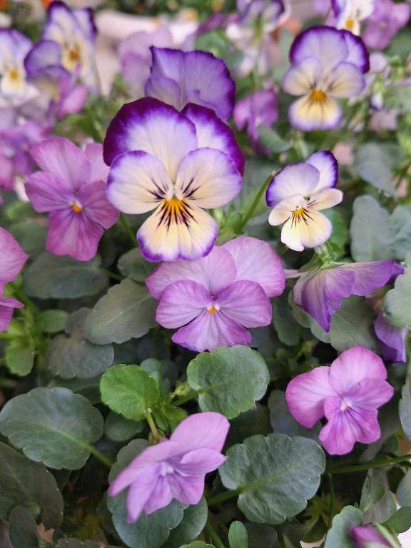 昔から花が好きで