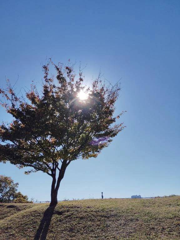 お休みになります。