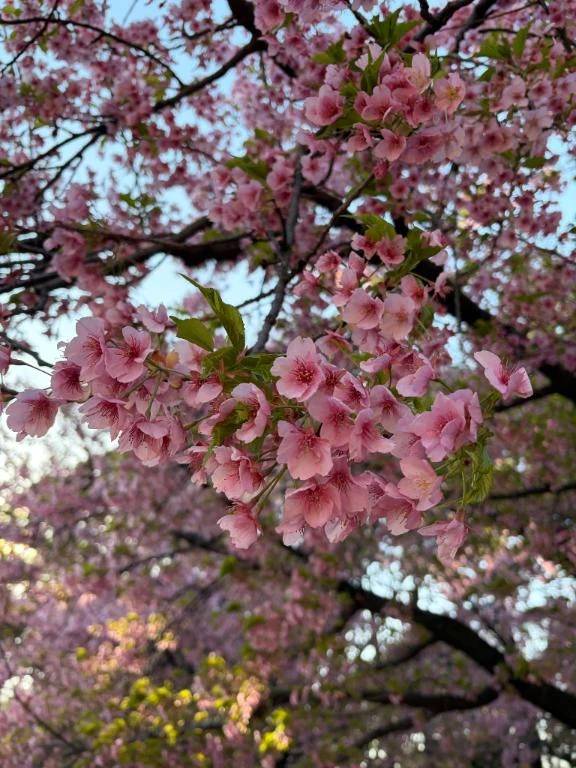 桜の季節ですね🌸