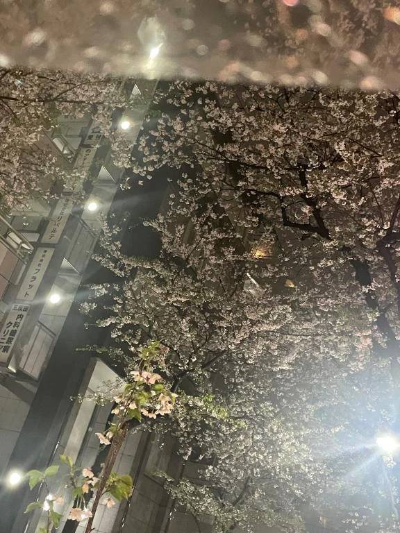 雨のせい‎‎( ･᷄ࡇ･᷅ )