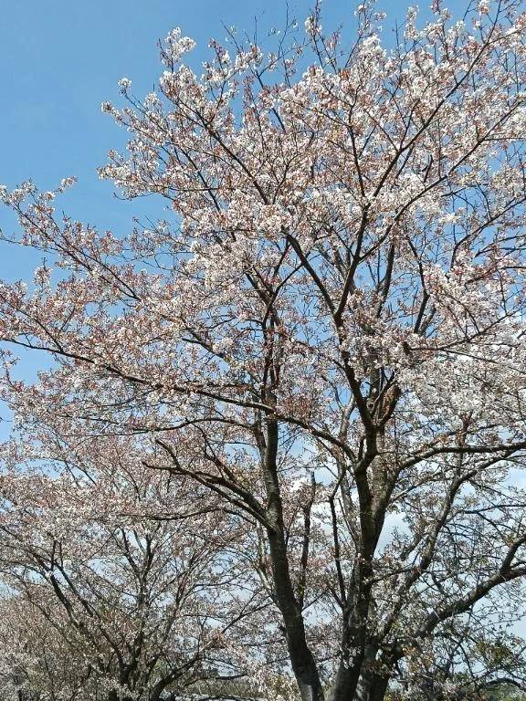 お知らせ⋆📢⋆
