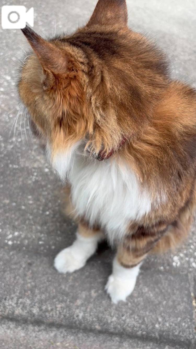 ねーこにゃんにゃん🐱