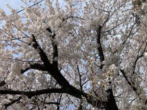 桜🌸ヒモパン完熟バナナ立川ちかこ