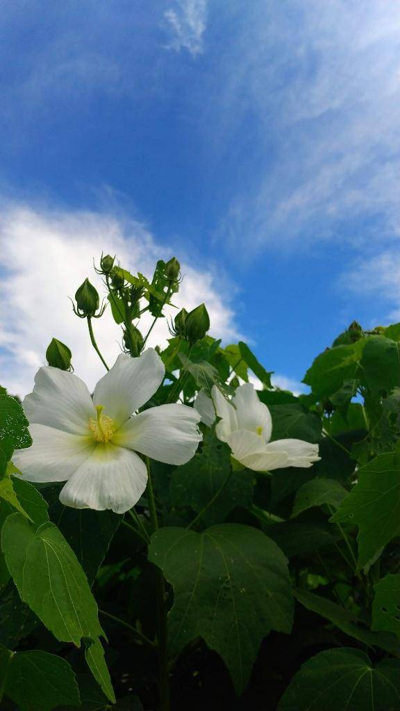 ありがとうございました🌺