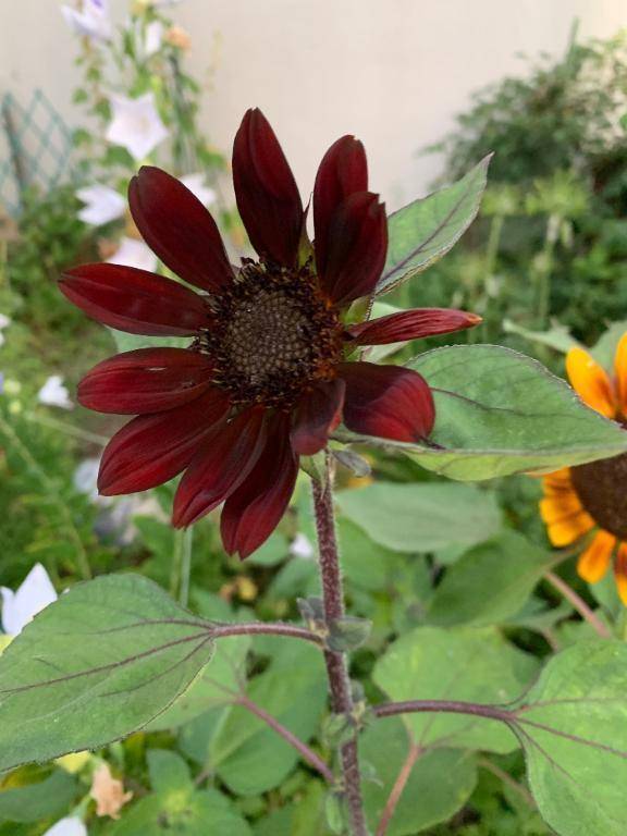体調はいかがでしょうか🌻