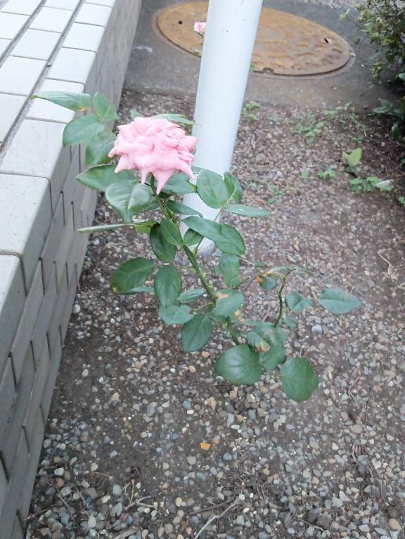 可憐に咲く花に魅せられて