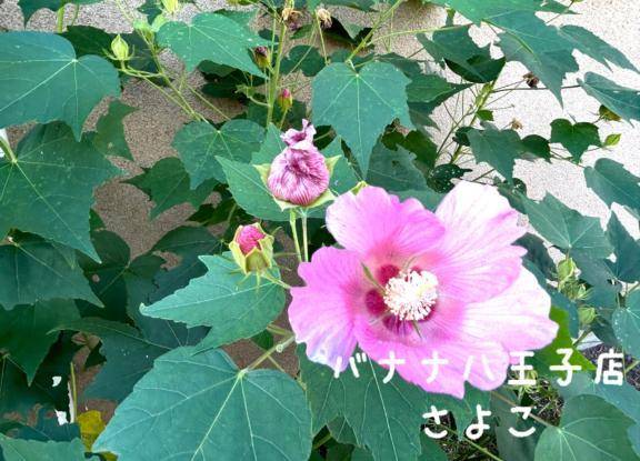 おはようございます  さよこです