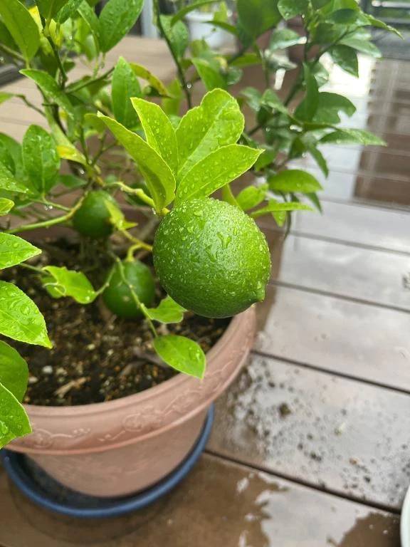 おはようございます