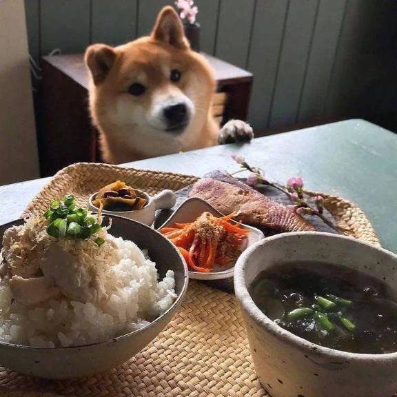 和食と洋食