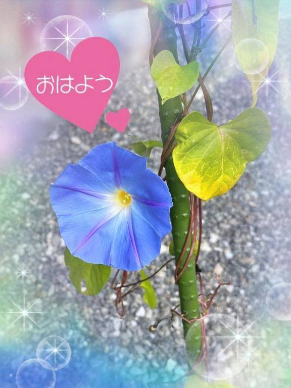 おはようございます☆