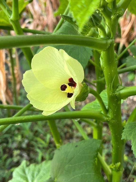 おはようございます