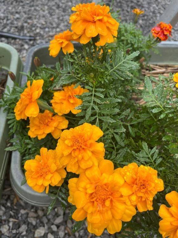 おはようございます