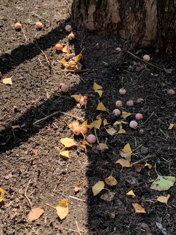 こんにちは🍄🟫