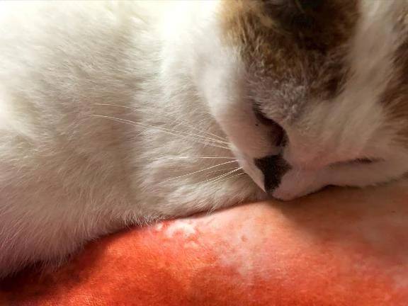 完熟バナナ立川店🍌れいな