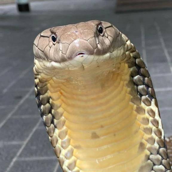 カレー🍛は飲み物