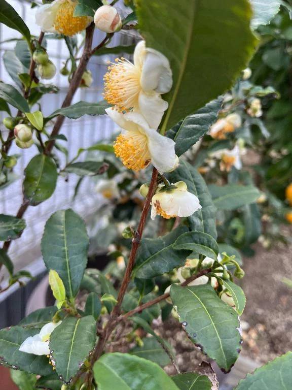 おはようございます