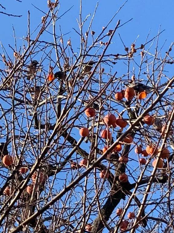 こんにちは🐦‍⬛