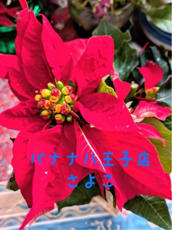 今晩は  さよこです