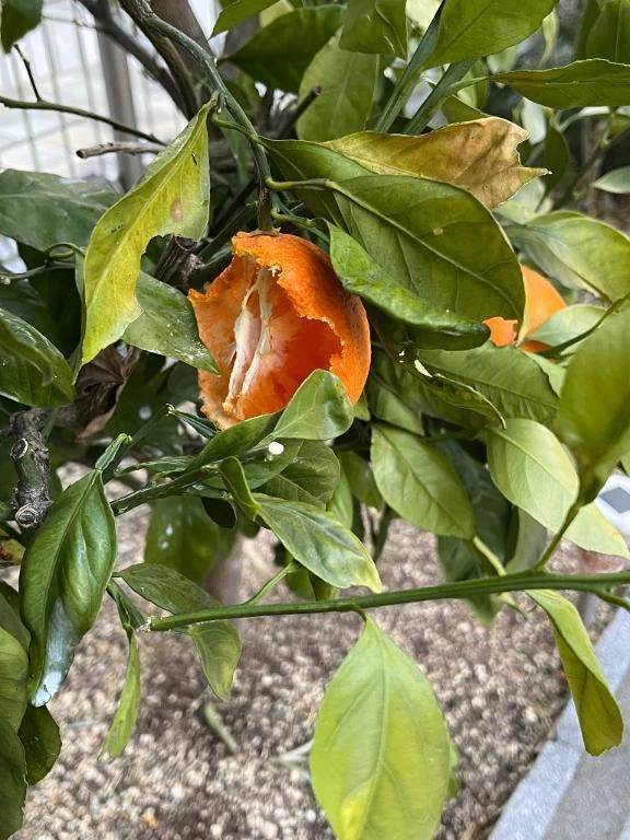 おはようございます