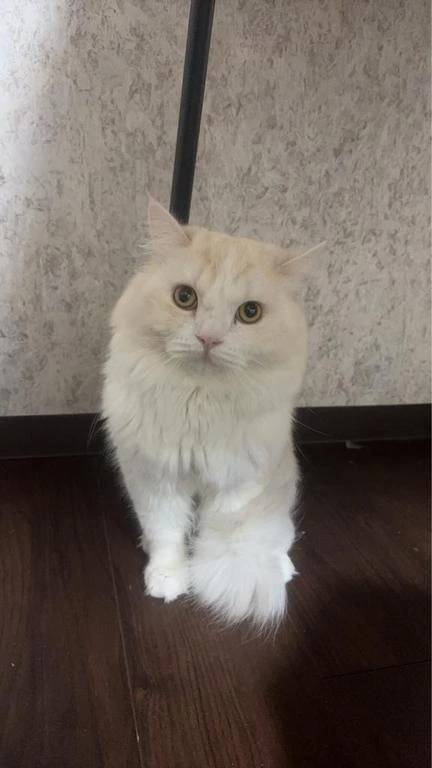 完熟バナナ立川店🍌れいな