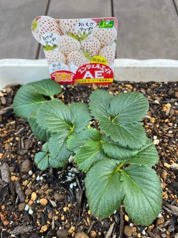 おはようございます