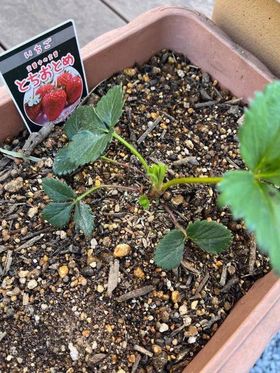 おはようございます