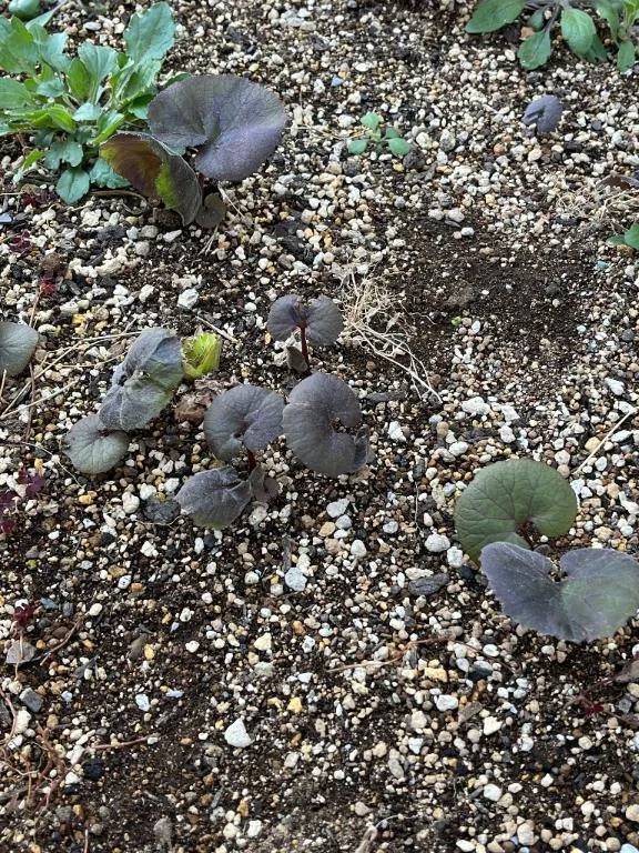 おはようございます