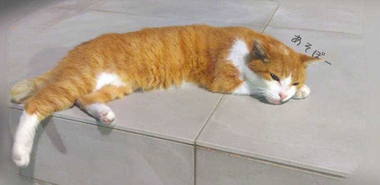きょう