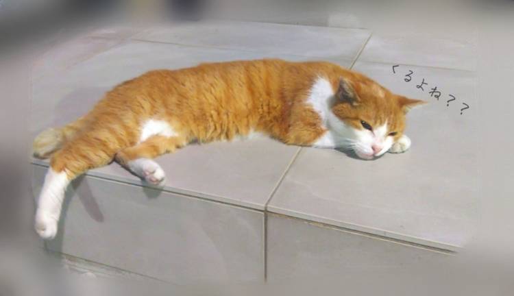 みなと（神田ハンドメイド）