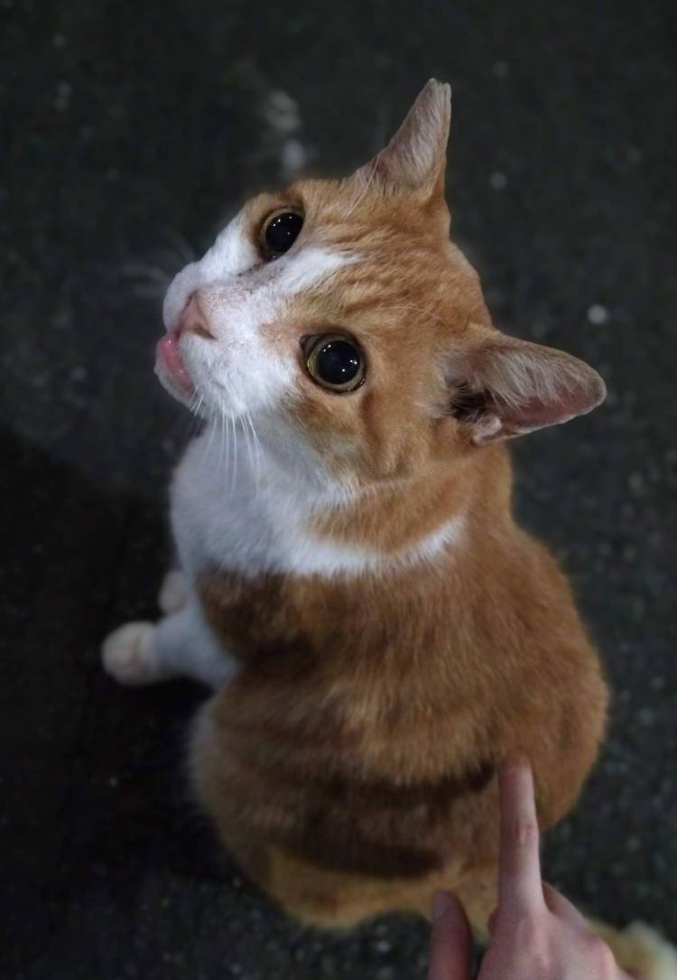 しゅうまつ