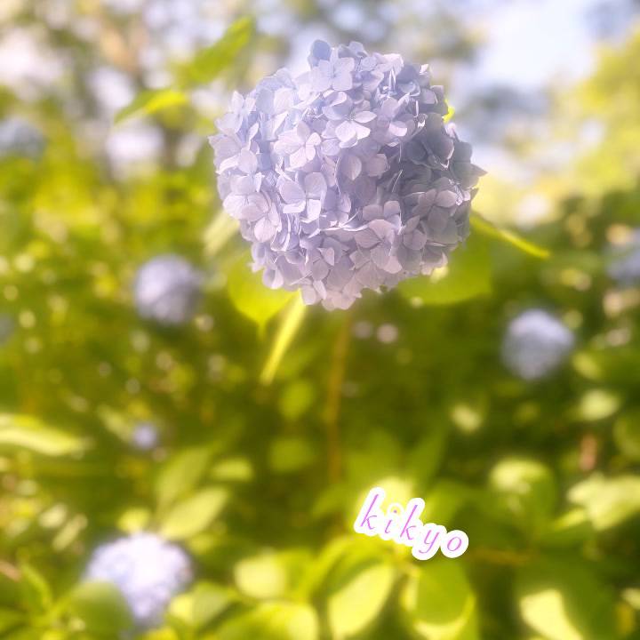 お散歩❁⃘*.ﾟ