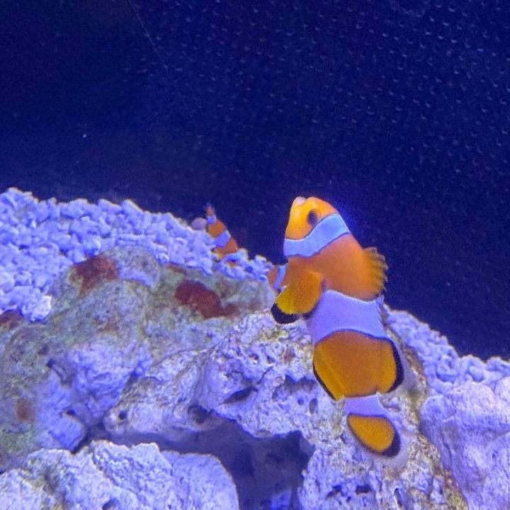 はぴ