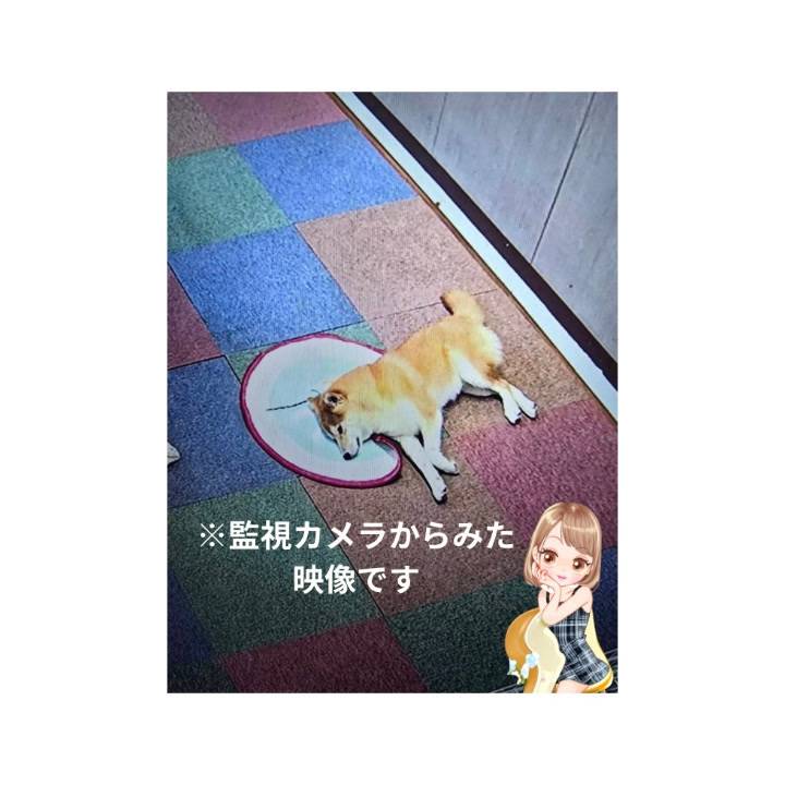 きゅんです💕アラシくん🐕